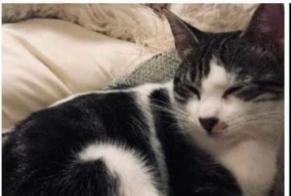 Vermisstmeldung Katze Weiblich , 6 jahre Oberwart Österreich