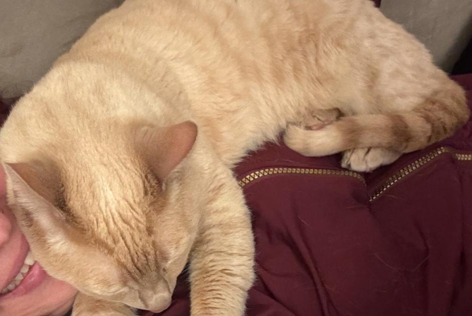 Vermisstmeldung Katze Männliche , 12 jahre Genève Schweiz