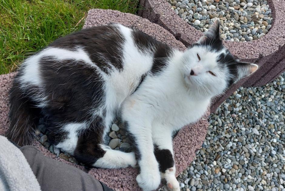 Fundmeldung Katze Männliche Damphreux-Lugnez Schweiz