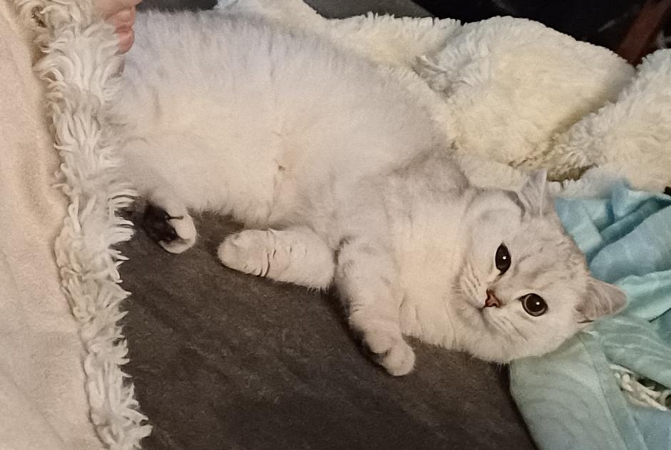 Vermisstmeldung Katze  Männliche , 1 jahre Kerzers Schweiz
