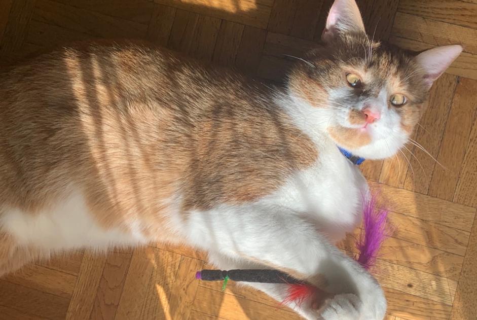 Vermisstmeldung Katze rassenmischung Männliche , 4 jahre Lausanne Schweiz