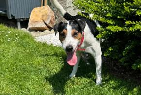 Fundmeldung Hund  Männliche Evionnaz Schweiz
