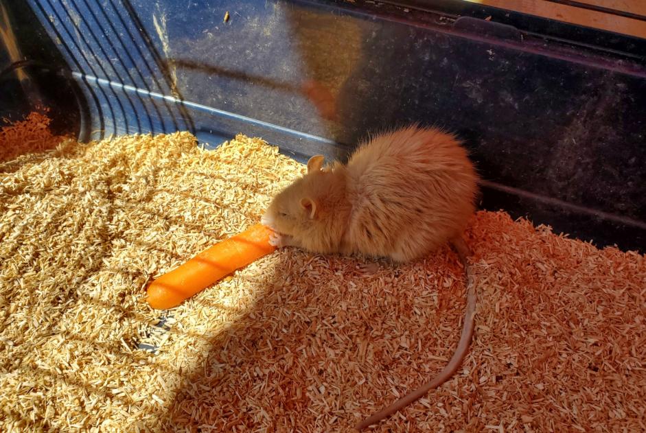 Fundmeldung Andere Rat Männliche Monthey Schweiz