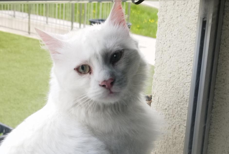 Fundmeldung Katze Unbekannt Val-de-Ruz Schweiz