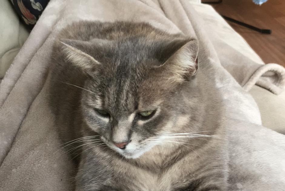 Vermisstmeldung Katze rassenmischung Weiblich , 6 jahre Nyon Schweiz