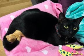 Vermisstmeldung Katze rassenmischung Weiblich , 2 jahre Frohnleiten Österreich