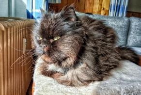 Fundmeldung Katze rassenmischung Männliche Zell am See Österreich
