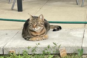 Vermisstmeldung Katze Weiblich , 3 jahre Giga Österreich