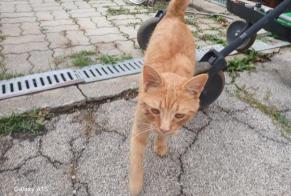 Fundmeldung Katze  Männliche , 1 Jahr Gossen Österreich