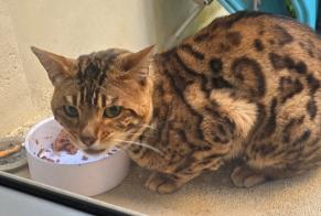 Discovery alert Cat  Male Neuilly-sur-Seine France