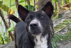 Disappearance alert Dog miscegenation Female , 1 years Vienna Austria