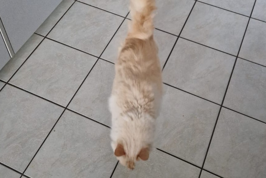 Disappearance alert Cat miscegenation Male , 8 years Cortaillod Switzerland