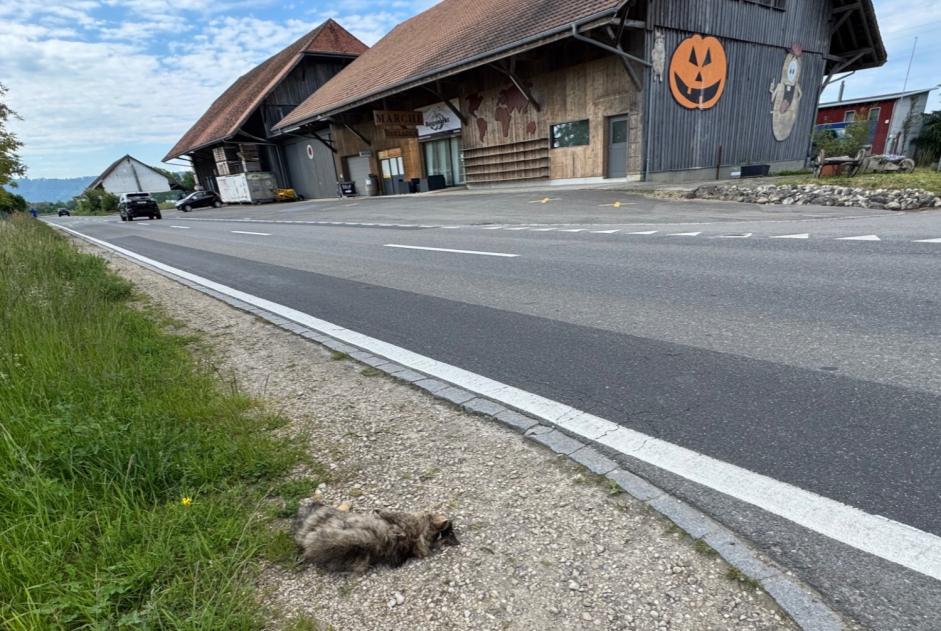 Discovery alert Cat Unknown Gampelen Switzerland
