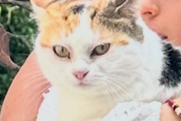 Disappearance alert Cat  Male , 1 years Cortaillod Switzerland