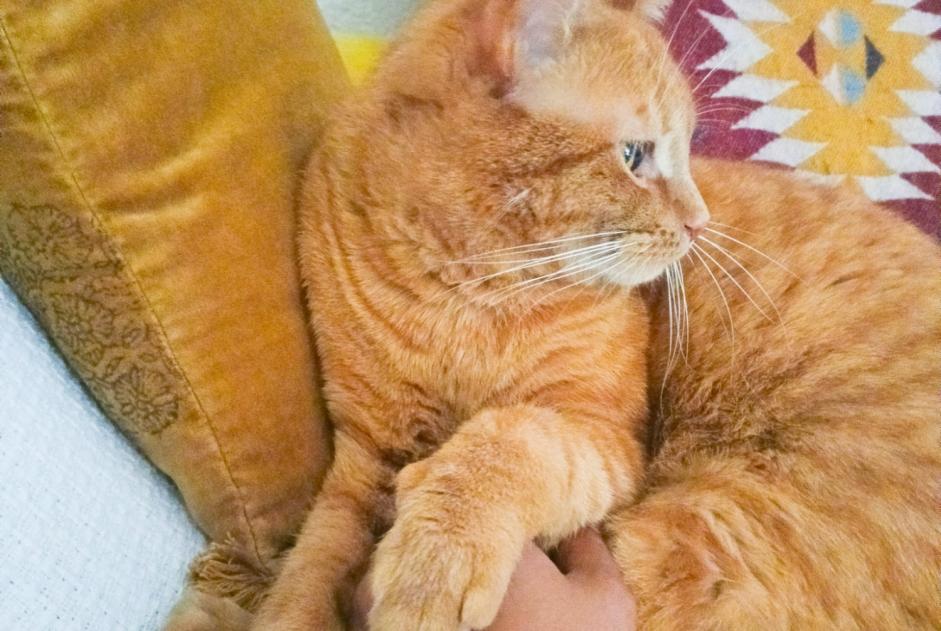 Disappearance alert Cat miscegenation Male , 3 years Fribourg Switzerland