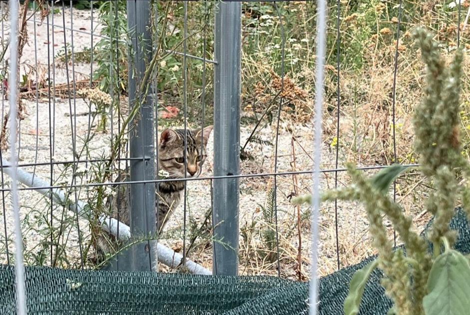 Cat Found in Wien (Wien, Austria)  - discovery  Pet Alert  alert #373505