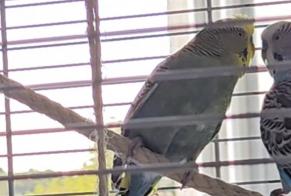 Disappearance alert Bird Male , 2026 yeahr Breitensee Austria