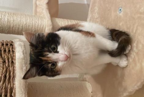 Alerta de Desaparición Gato cruce Hembra , 1 años Crans-Montana Suiza