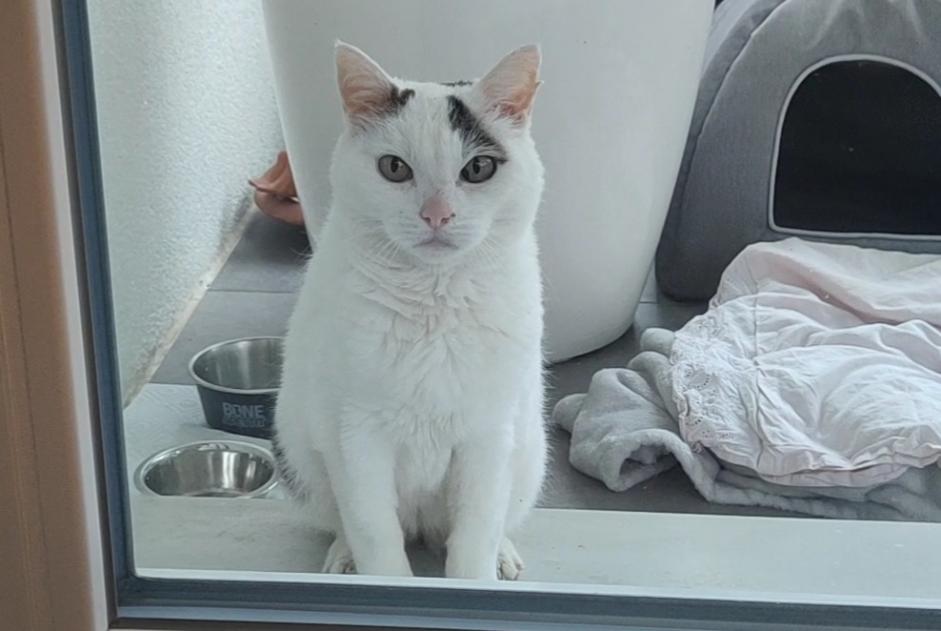 Alerta de Hallazgo Gato  Hembra Cortaillod Suiza