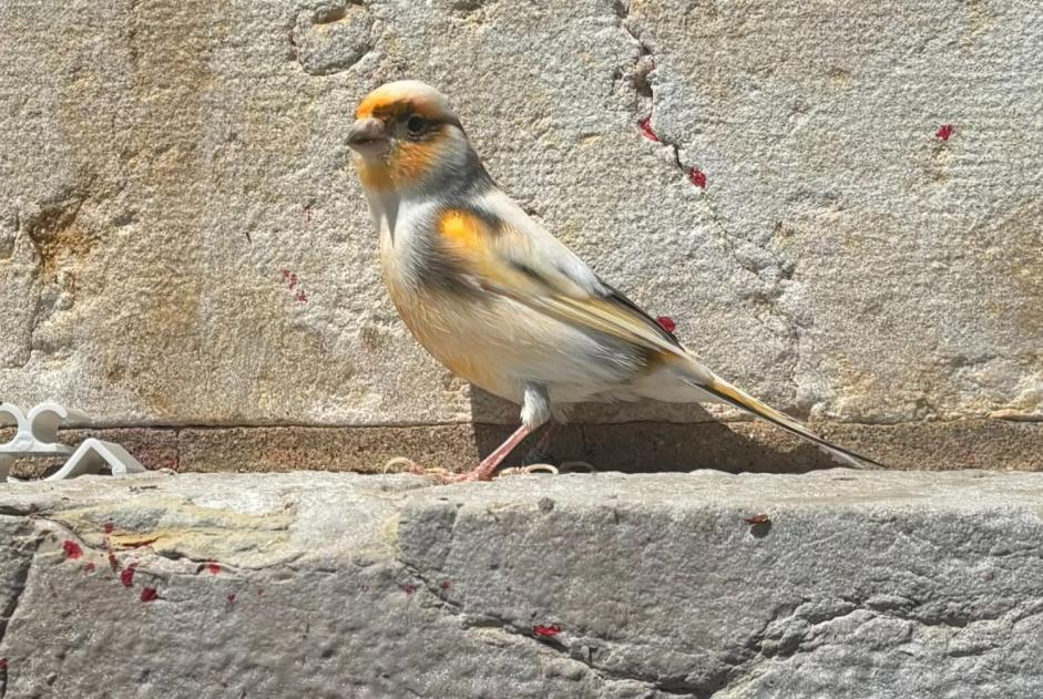 Alerta de Hallazgo Pájaro Desconocido Neuchâtel Suiza