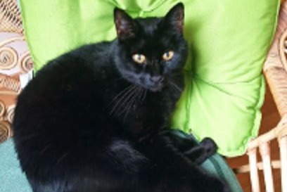 Alerta de Desaparición Gato  Macho , 15 años Riedtwil Suiza
