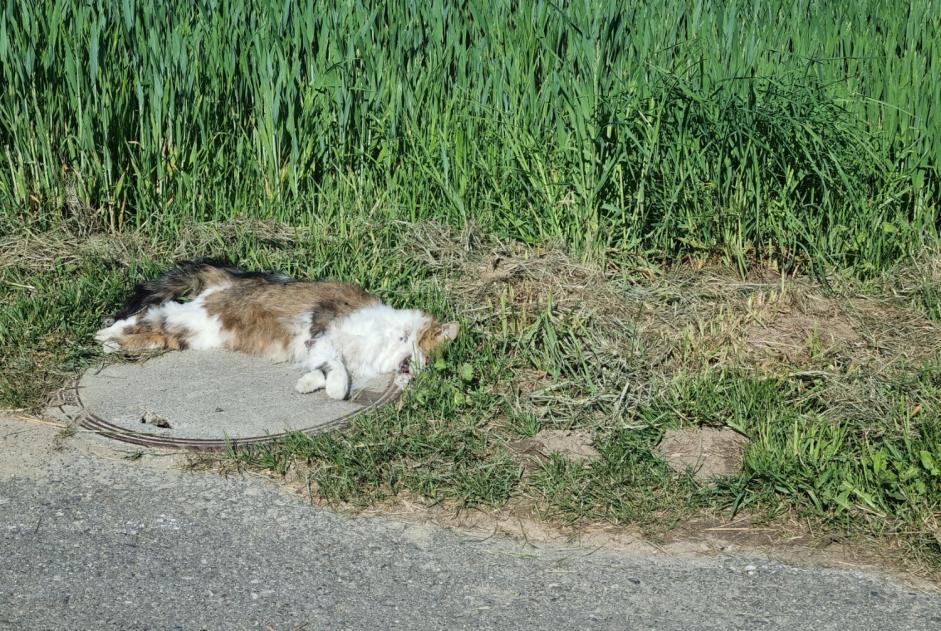 Alerta de Hallazgo Gato Desconocido Estavayer Suiza