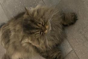 Alerta de Desaparición Gato  Macho , 5 años Bienne Suiza