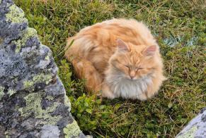 Alerta de Hallazgo Gato Desconocido Obdach Austria