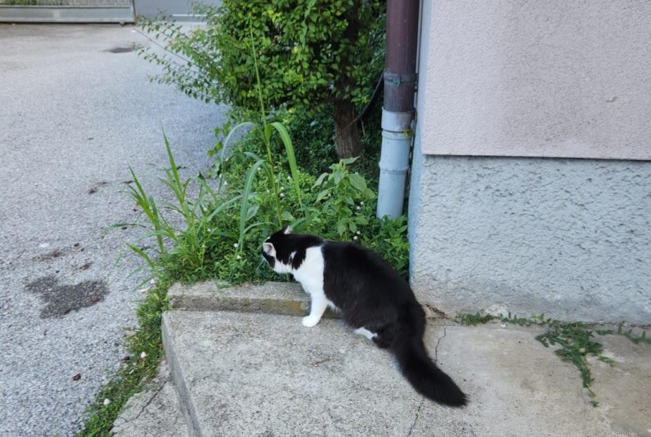 Gato Desaparecido en Salzburg (Salzburg, Austria)  - alerta desaparición Pet Alert n° 374149