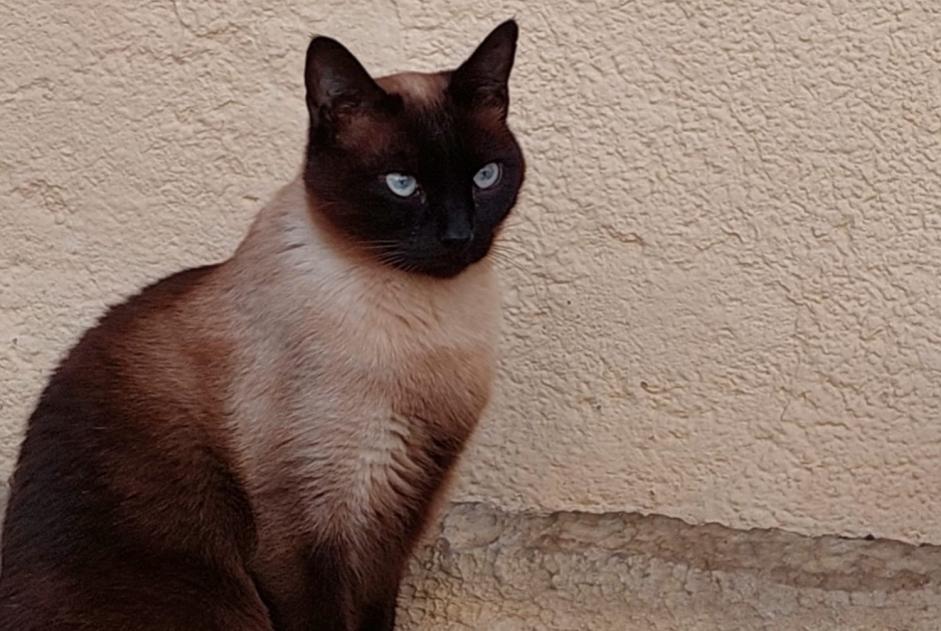 Alerte Disparition Chat  Mâle , 8 ans Assens Suisse