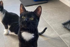 Alerte Disparition Chat Femelle , 2 ans Riaz Suisse