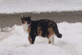 Alerte Disparition Chat Femelle , 9 ans Courchavon Suisse