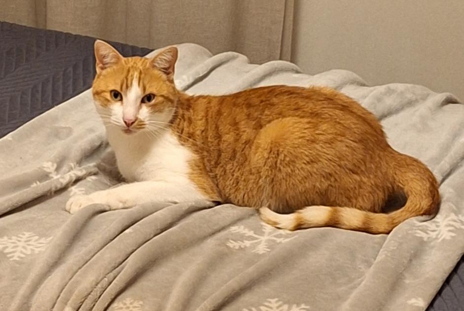 Alerte Disparition Chat croisement Mâle , 5 ans Val-de-Ruz Suisse