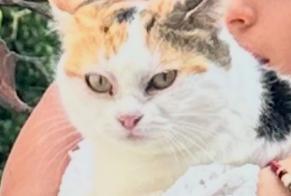 Alerte Disparition Chat  Mâle , 1 ans Cortaillod Suisse