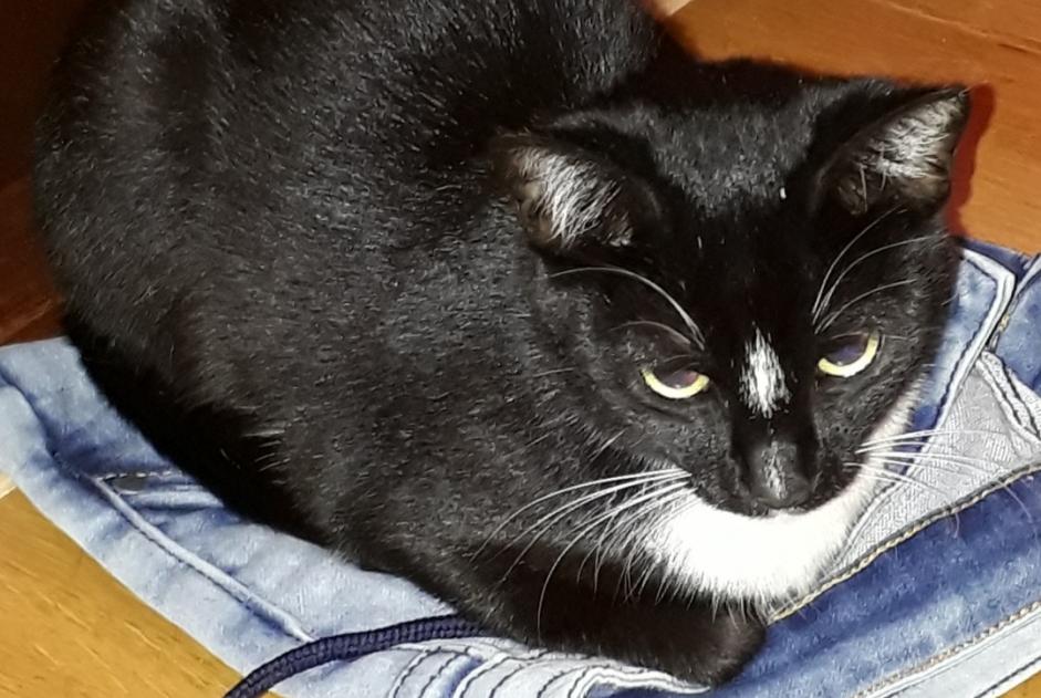 Alerte Disparition Chat croisement Femelle , 8 ans Tolochenaz Suisse