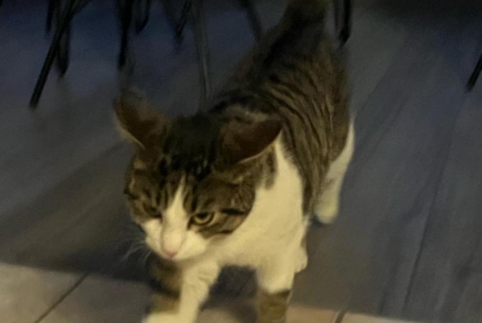 Alerte Disparition Chat  Mâle , 1 ans Echandens Suisse