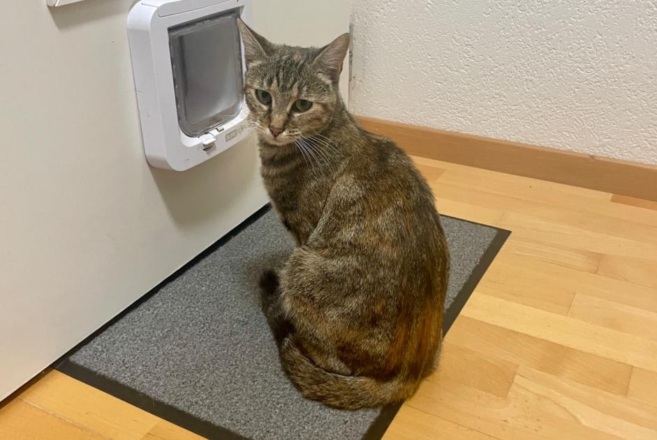 Alerte Disparition Chat Femelle , 2 ans Milvignes Suisse