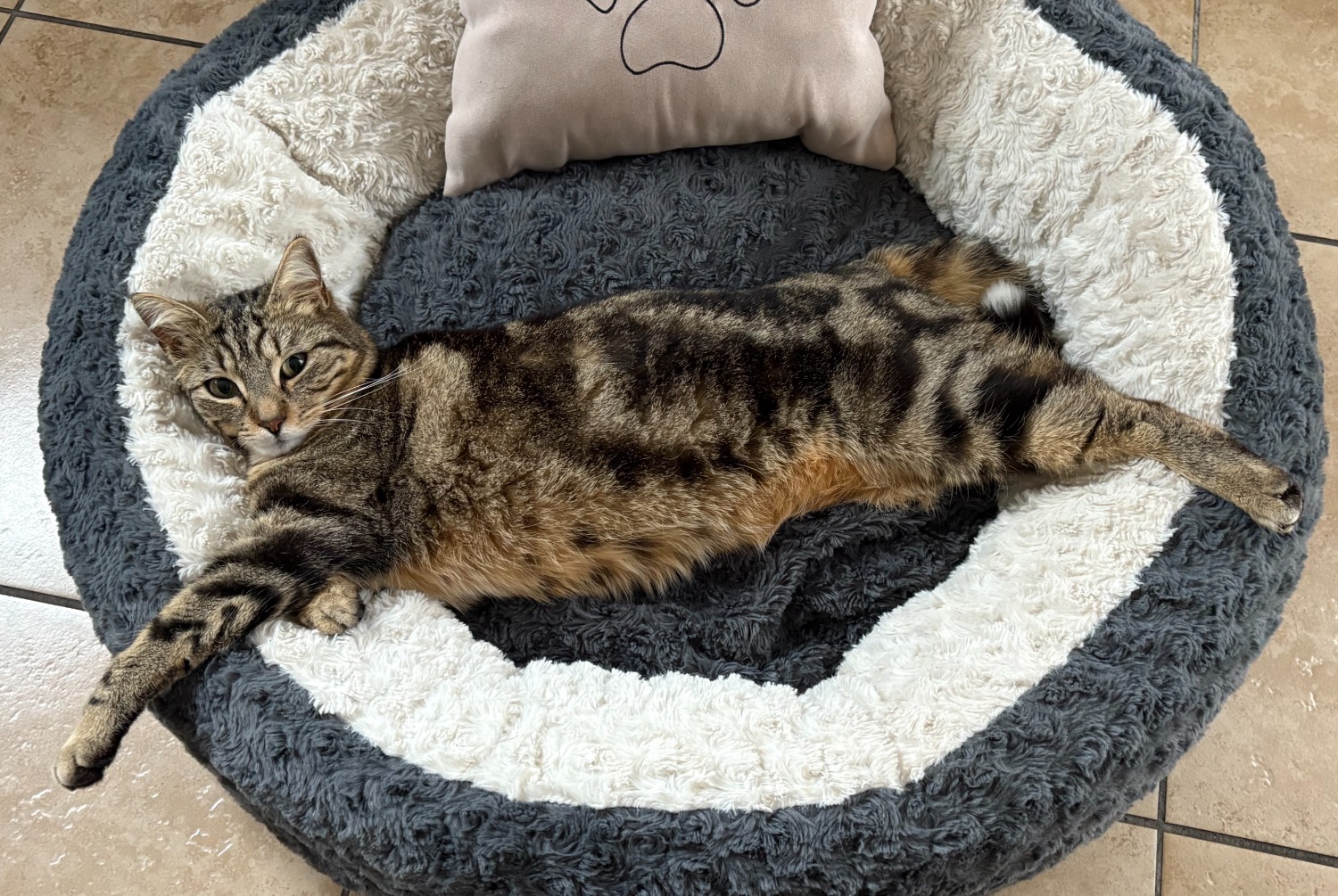 Alerte Disparition Chat croisement Femelle , 6 ans Moudon Suisse