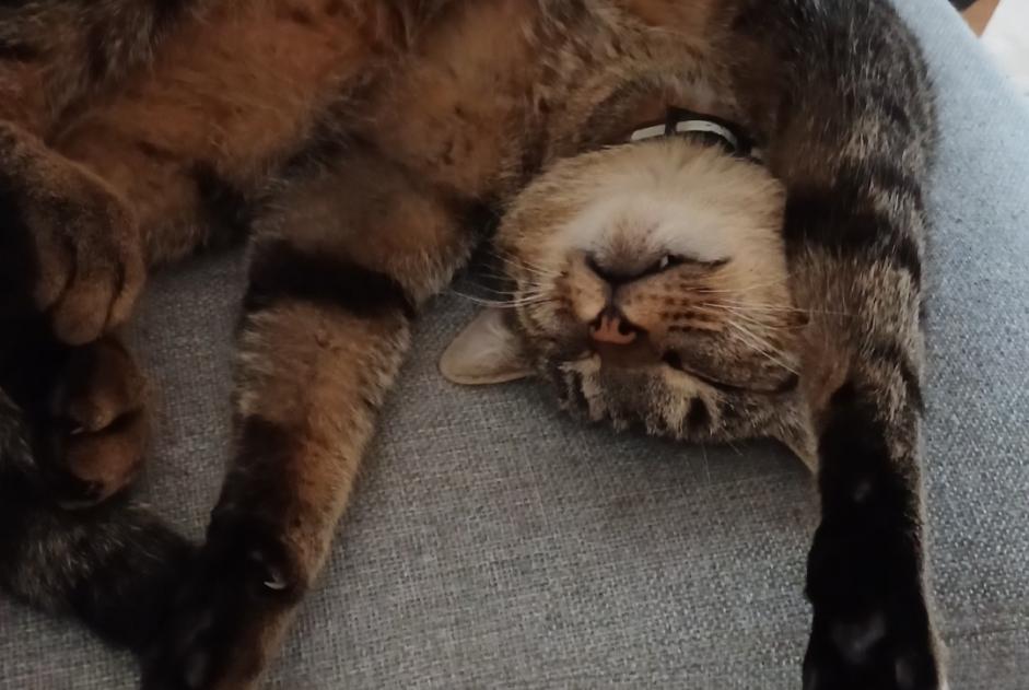 Alerte Disparition Chat croisement Mâle , 4 ans Valbirse Suisse