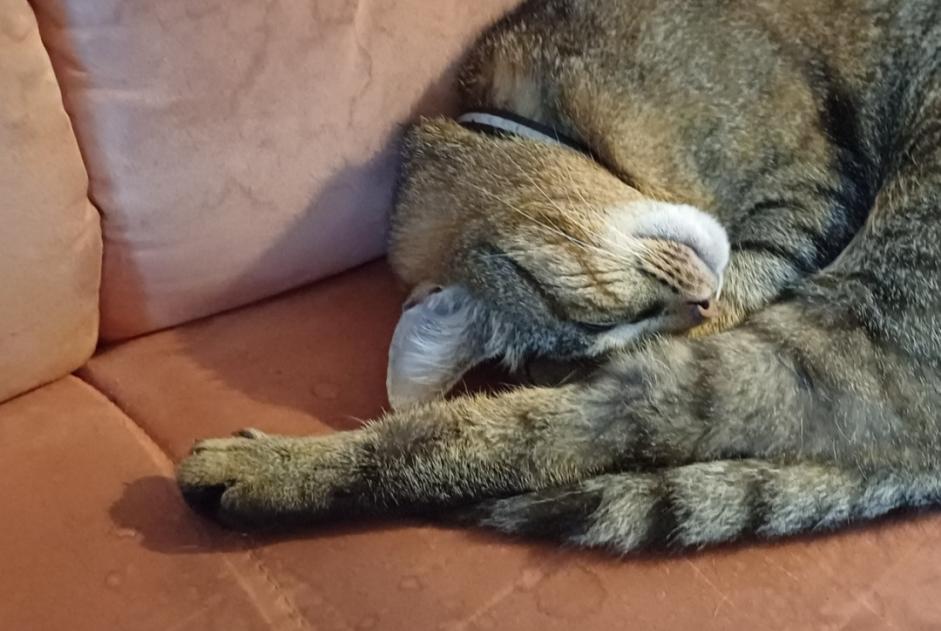 Alerte Disparition Chat croisement Mâle , 4 ans Valbirse Suisse