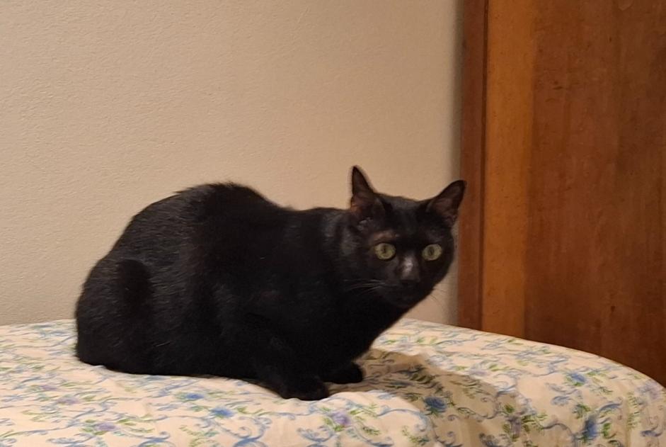 Alerte Disparition Chat croisement Mâle , 8 ans Crissier Suisse