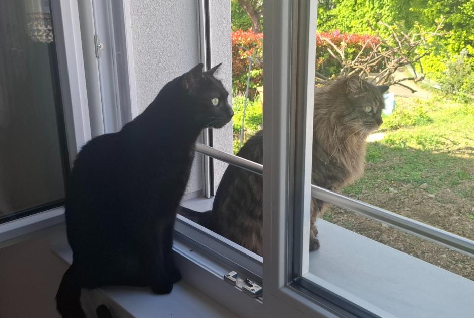 Alerte Disparition Chat croisement Mâle , 8 ans Crissier Suisse