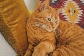 Alerte Disparition Chat croisement Mâle , 3 ans Fribourg Suisse