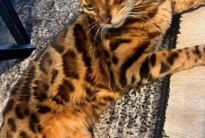 Alerte Disparition Chat  Mâle , 4 ans Münchendorf Autriche