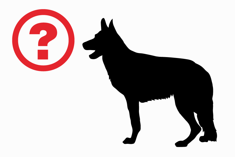 Discovery alert Dog miscegenation Unknown Moudon Switzerland