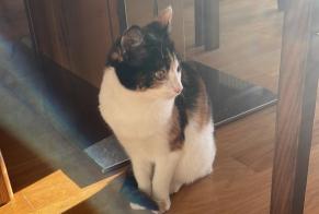 Avviso scomparsa Gatto incrocio di razze Femmina , 1 anni Crans-Montana Svizzera