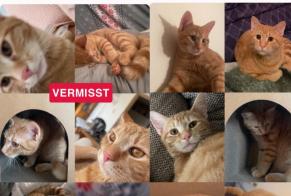 Avviso scomparsa Gatto incrocio di razze Maschio , 1 anni Wels Austria