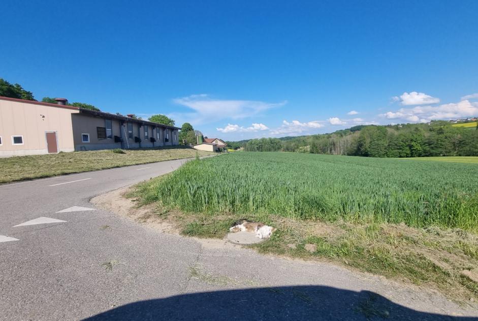 Avviso Ritrovamento Gatto Non conosciuta Estavayer Svizzera