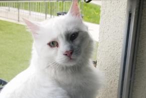 Avviso Ritrovamento Gatto Non conosciuta Val-de-Ruz Svizzera
