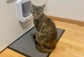 Avviso scomparsa Gatto Femmina , 2 anni Milvignes Svizzera